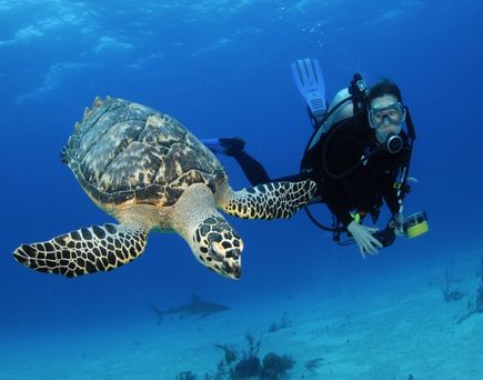 Diving Center in Marsa Alam